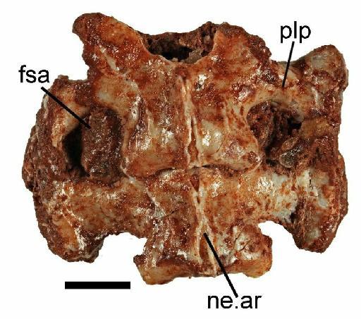 Cryptovaranoides microlanius Whiteside et al., 2022 - NHMUK PV R 37275