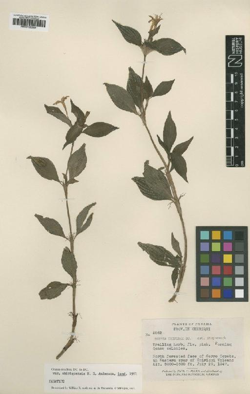 Crusea coccinea var. chiriquiensis W.R.Anderson - BM001009091