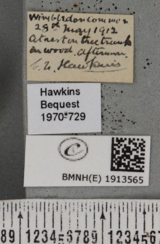 Aethalura punctulata (Denis & Schiffermüller, 1775) - BMNHE_1913565_label_485458