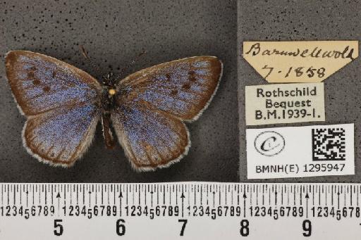 Maculinea arion eutyphron (Fruhstorfer, 1915) - BMNHE_1295947_133757