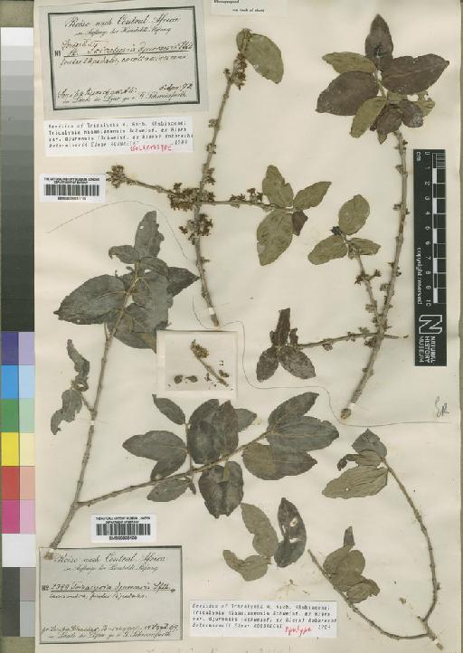 Tricalysia niamniamensis var. djurensis (Hiern) Robbr - BM000903110