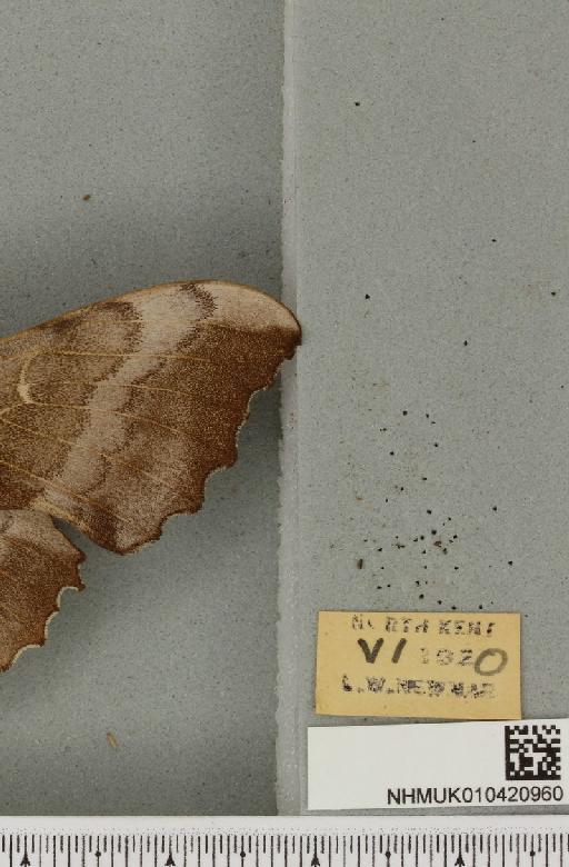 Laothoe populi populi (Linnaeus, 1758) - NHMUK_010420960_label_525901