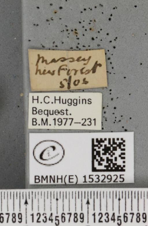 Watsonalla binaria (Hufnagel, 1767) - BMNHE_1532925_label_187906