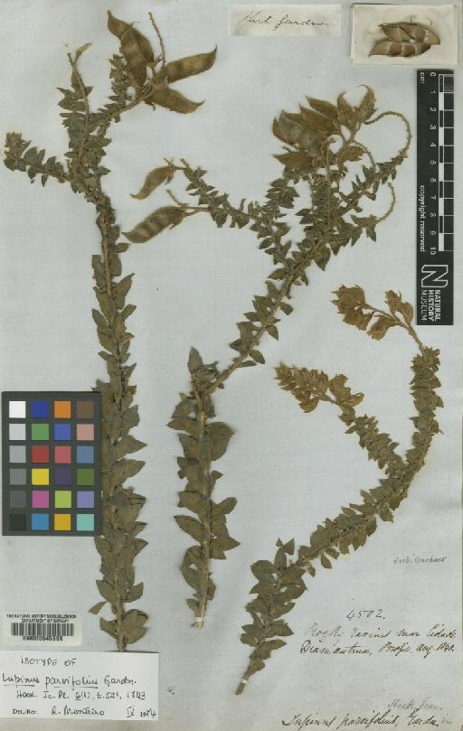Lupinus parvifolius Gardner - BM000645999