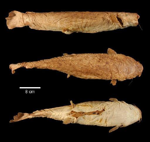 Malapterurus tanganyikaensis Roberts, 2000 - 1936.6.15.1234; Malapterurus tanganyikaensis; type; ACSI Project image