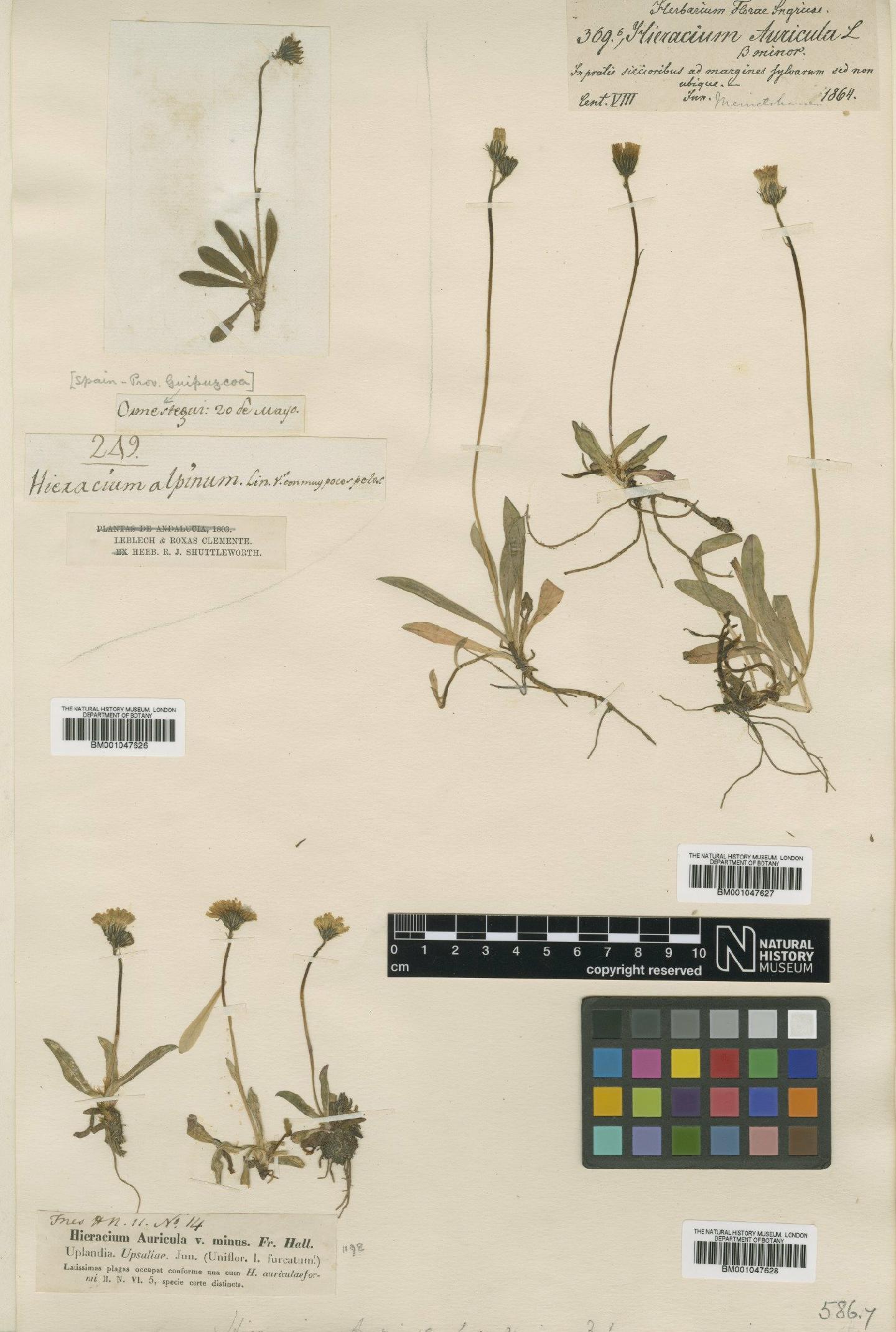 To NHMUK collection (Hieracium auricula subsp. auricula Nägeli & Peter; NHMUK:ecatalogue:2803122)