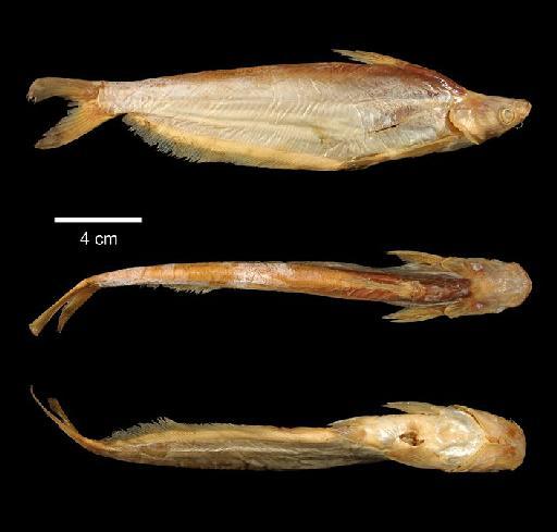 Schilbe uranoscopus Rüppell, 1832 - 1850.7.29.22; Schilbe uranoscopus; type; ACSI Project image