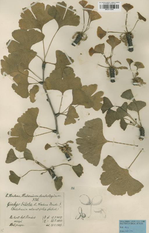 Ginkgo biloba L. - BM001122648