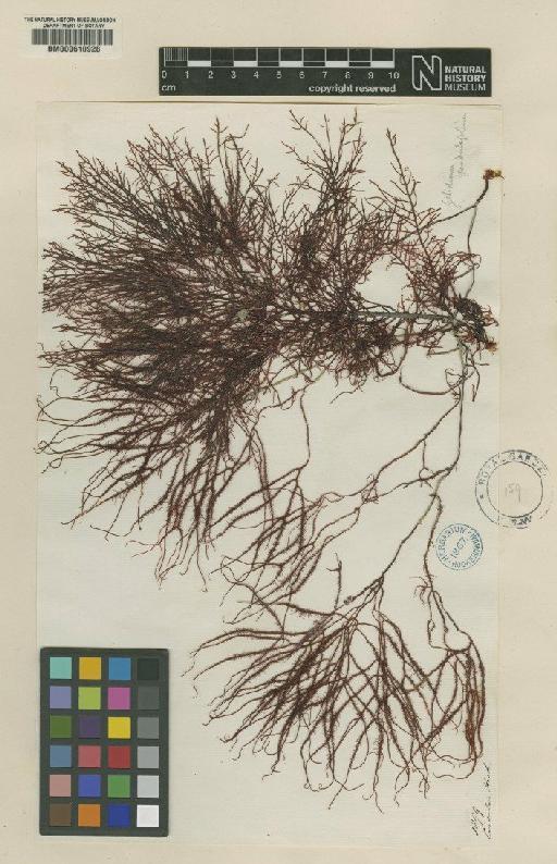 Gelidium asperum (C.Agardh) Grev. - BM000610928