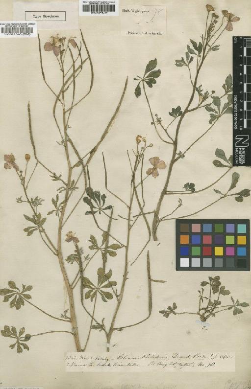 Cleome chelidonii L.f. - BM000522348