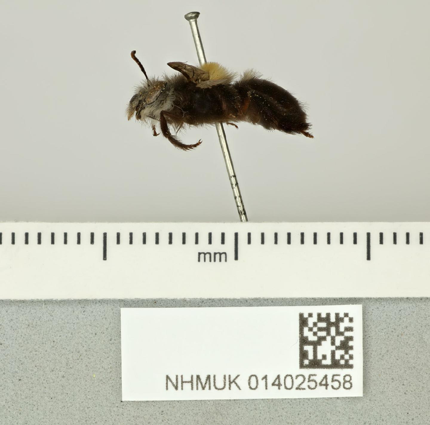Thygater dispar