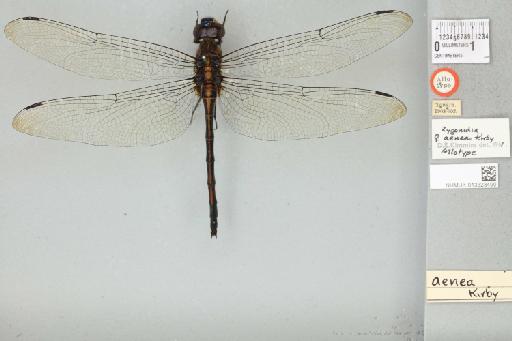 Zygonyx aenea Kirby, 1905 - 013323490_dorsal