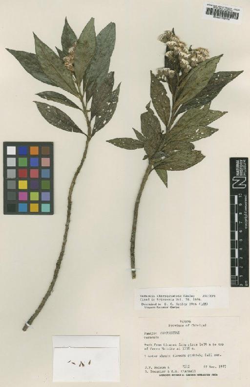 Vernonia chiriquiensis S.C.Keeley - BM001009165