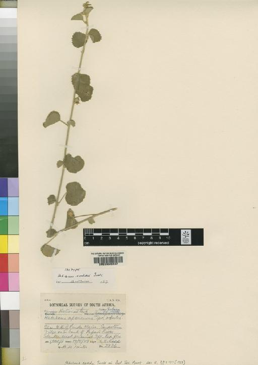 Malva coddii Exell - BM000645537