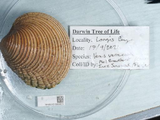 Venus verrucosa subterclass Euheterodonta Linnaeus, 1758 - 015984870_13