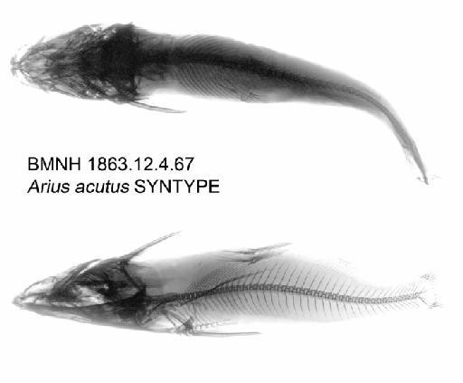 Arius acutus Bleeker, 1846 - BMNH 1863.12.4.67 - Arius acutus SYNTYPE Radiograph