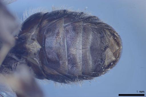 Nomia (Stictonomia) megacantha Cockerell, 1916 - 010644143-NHMUK-Nomia_megacantha-holotype-male-metasoma-ventral-2_5x