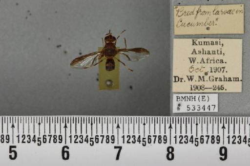 Dacus (Dacus) bivittatus (Bigot, 1858) - BMNHE_533447_37036