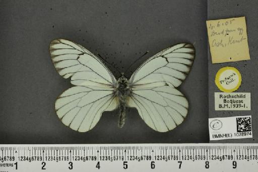 Aporia crataegi (Linnaeus, 1758) - BMNHE_1078974_70026