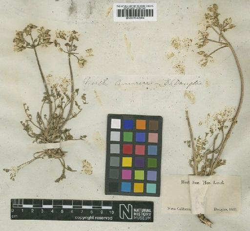 Lomatium dasycarpum (Torr. & A.Gray) J.M.Coult. & Rose - BM001042944