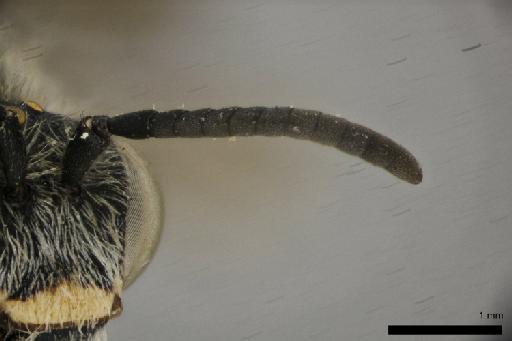 Nomada guichardiana Eardley & Schwarz, Max, 1991 - Nomada_guichardiana-NHMUK010264945-holotype-male-left_antenna-5_0x