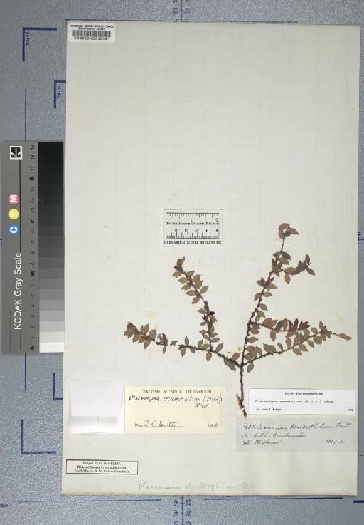 Vaccinium dendrophilum Benth. - Spruce - BM000028450