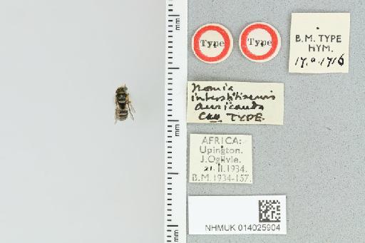 Pseudapis auricauda (Cockerell, 1939) - 014025904_839194_1668398-
