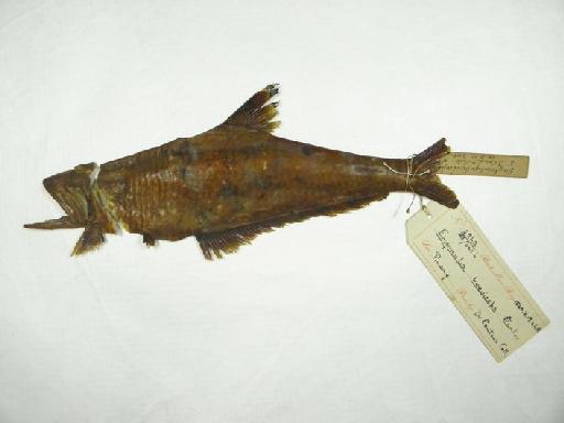 Engraulis breviceps Cantor, 1849 - 1860.3.19.448