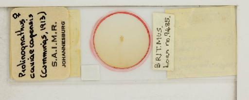 Prolinognathus caviacapensis Cummings, 1913 - 010699535_reverse