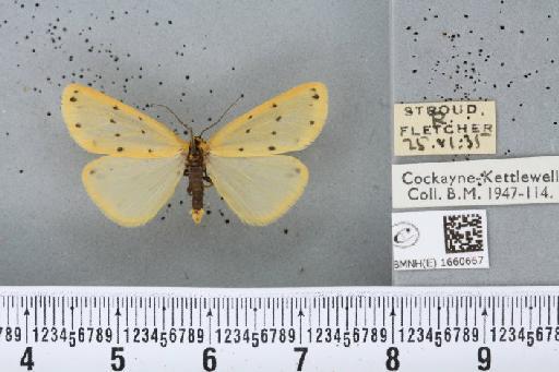 Setina irrorella (Linnaeus, 1758) - BMNHE_1660667_290710