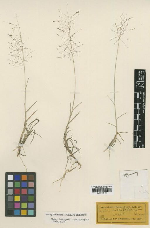 Muhlenbergia pungens Thurb. ex A.Gray - BM001042432