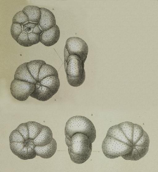Anomalina grosserugosa (Gümbel 1868) - ZF1083_94_4a,b,c_Cibicidoides_globulosus.jpg