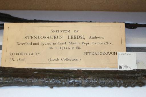 Charitomenosuchus leedsi - 010029231_L010093104_(1)