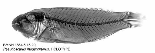 Pseudoscarus rhoduropterus Bleeker, 1861 - BMNH 1864.5.15.29, Pseudoscarus rhoduropterus, HOLOTYPE, Radiograph