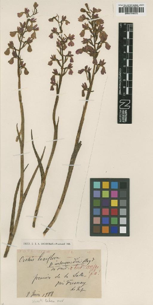 Orchis laxiflora subsp. palustris (Jacq.) Bonnier & Layens - BM001066572