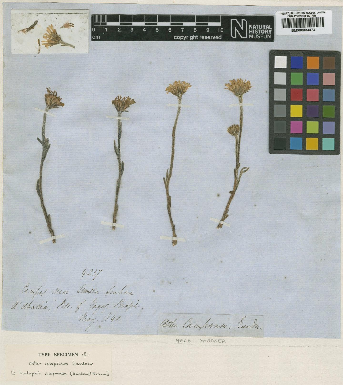 To NHMUK collection (Inulopsis camporum (Gardner) G.L.Nesom; Type; NHMUK:ecatalogue:4971351)