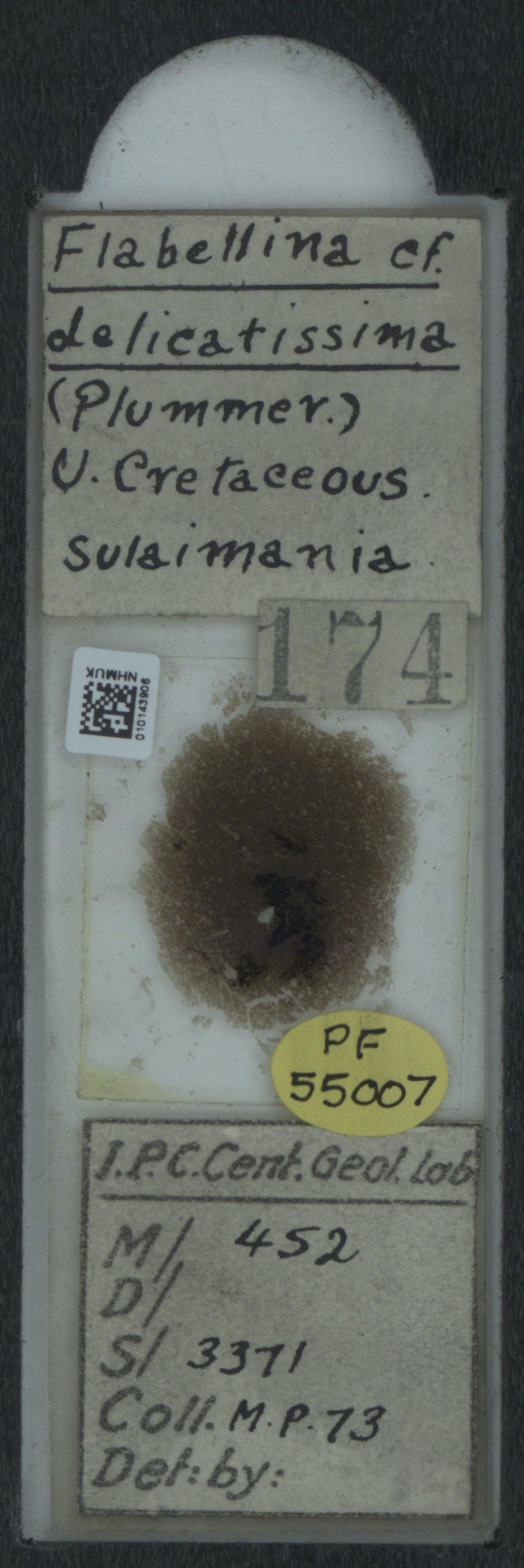 To NHMUK collection (Flabellina delicatissima (Plummer); NHMUK:ecatalogue:2034610)