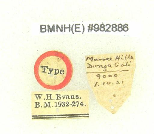 Polygonia inica Evans - Polygonia egea inica type labels