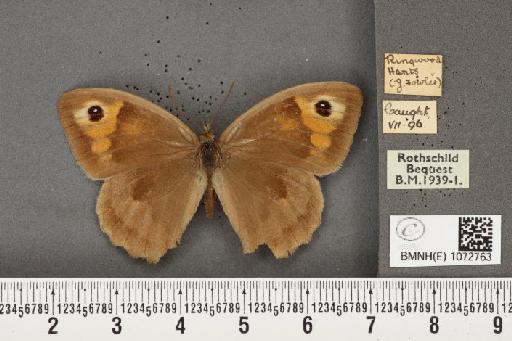 Maniola jurtina insularis (Thomson, 1969) - BMNHE_1072763_39093