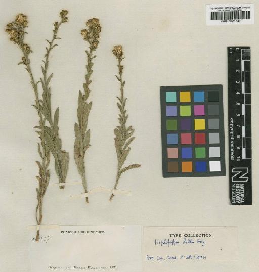 Haplopappus hallii A.Gray - BM001025349