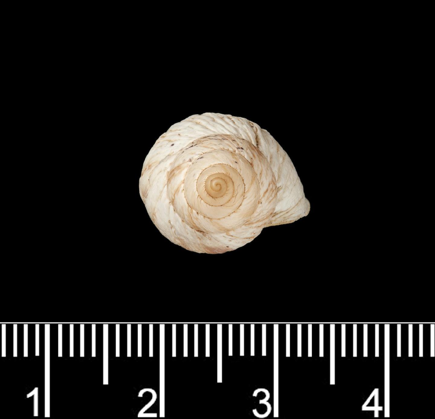 To NHMUK collection (Bulimulus jonasi var. stolli Martens, 1886; SYNTYPE; NHMUK:ecatalogue:746605)