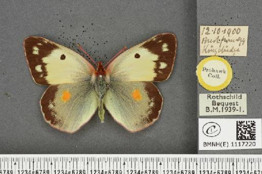 Colias croceus f. helice Hübner, 1779 - BMNHE_1117220_73508