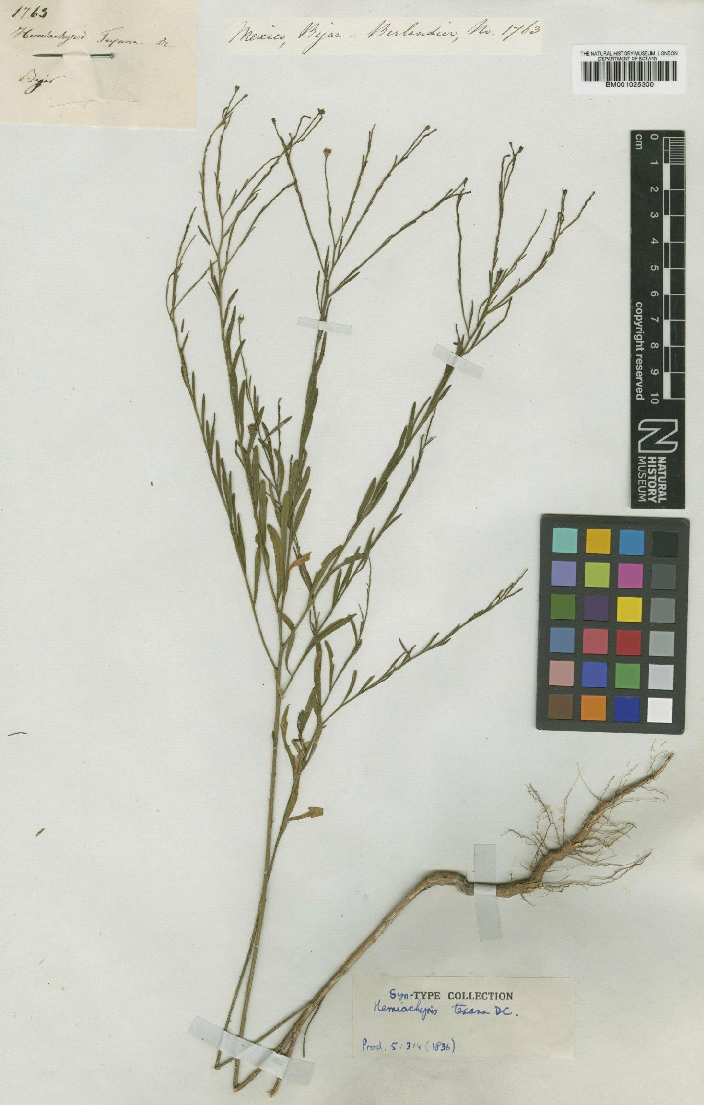 To NHMUK collection (Gutierrezia texana (DC.) Gray; Type; NHMUK:ecatalogue:745640)