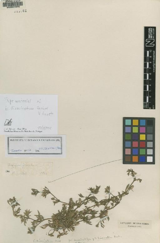 Eryngium divaricatum Hook. & Arn. - BM000616010