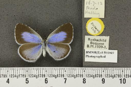 Celastrina argiolus britanna ab. lilacina-lata Tutt, 1908 - BMNHE_501069_111261