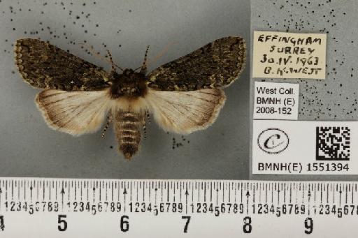 Polyploca ridens (Fabricius, 1787) - BMNHE_1551394_238717