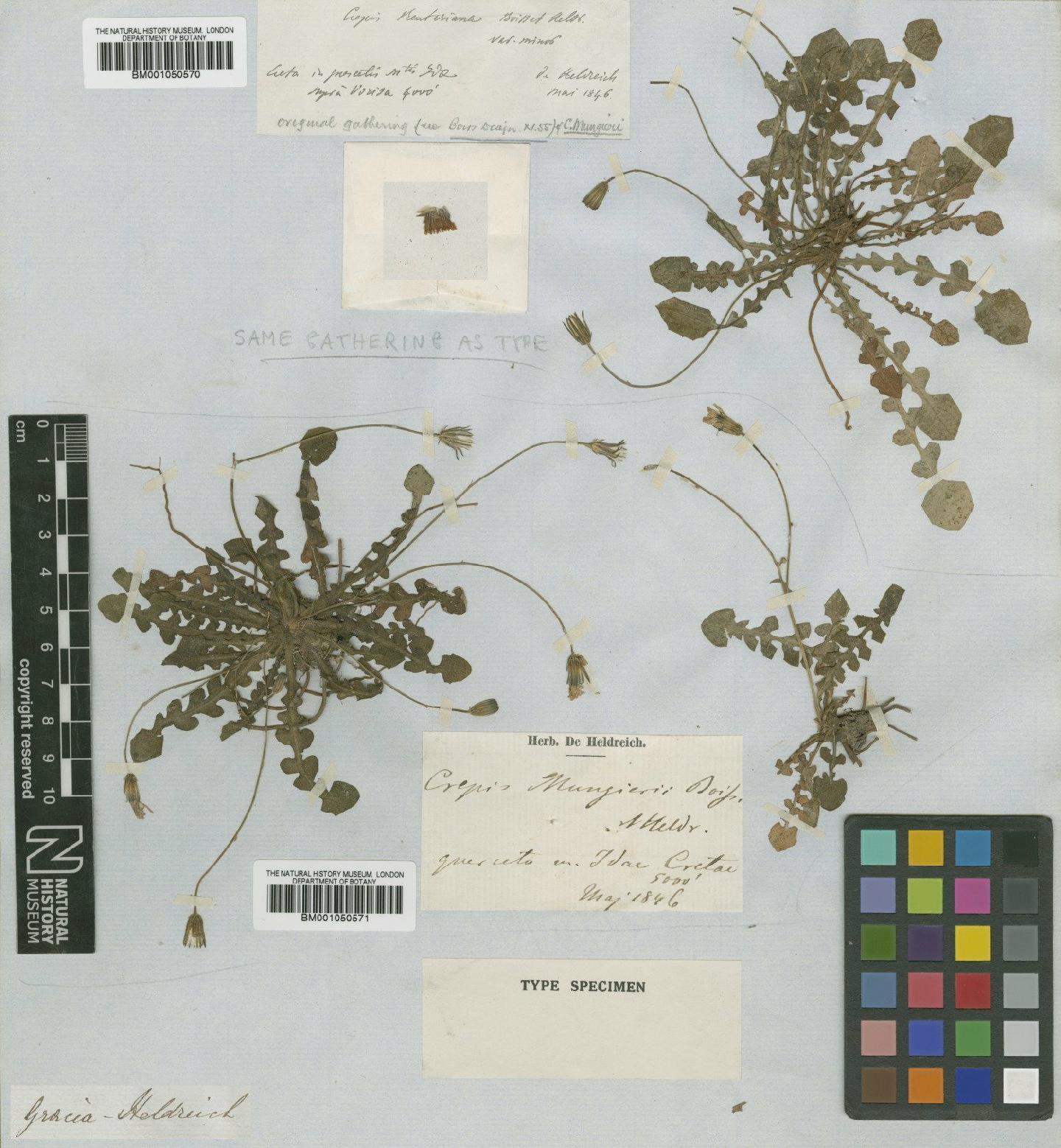 To NHMUK collection (Crepis fraasii subsp. mungieri Hayek; Type; NHMUK:ecatalogue:2395822)
