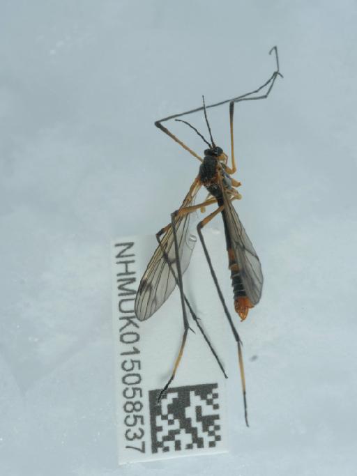 Ptychoptera albimana (Fabricius, 1787) - 015058537_1