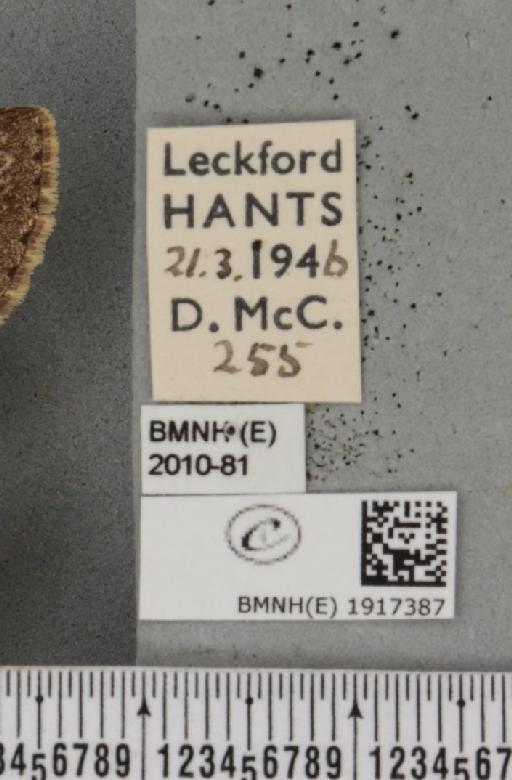 Ectropis crepuscularia (Denis & Schiffermüller, 1775) - BMNHE_1917387_label_481029
