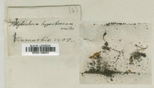 Polytrichastrum norwegicum (Hedw.) Schljakov - BM001088000